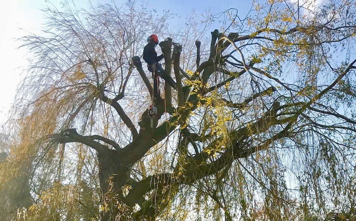 Tree & Arboricultural Services