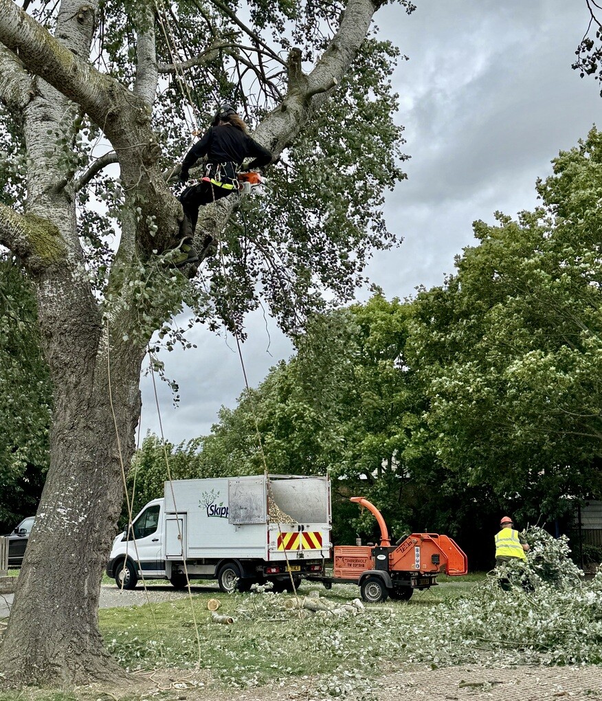 Arboriculture Services