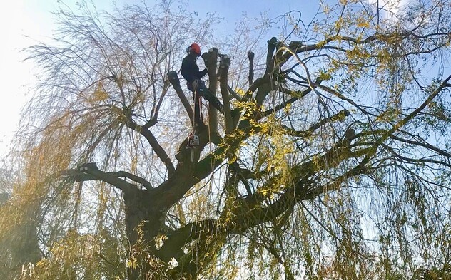 Tree & Arboricultural Services